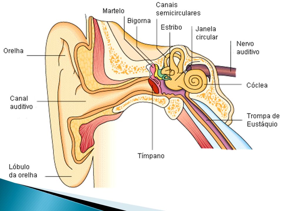 como funciona o ouvido humano