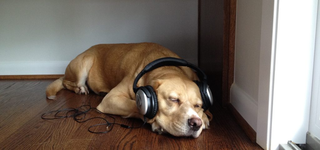 Cachorro ouvindo musica